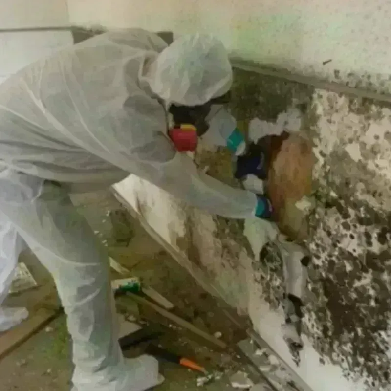 Mold Remediation and Removal in Abingdon, IL